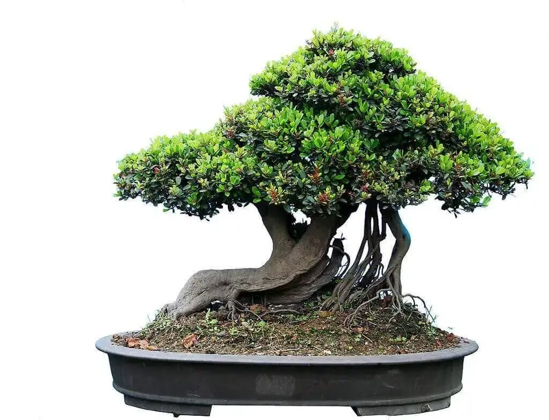 Kinh nghiệm chọn cây si cảnh từ người chơi lâu năm