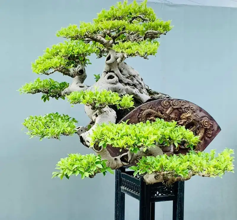 Cách chăm sóc cây si cảnh hiệu quả