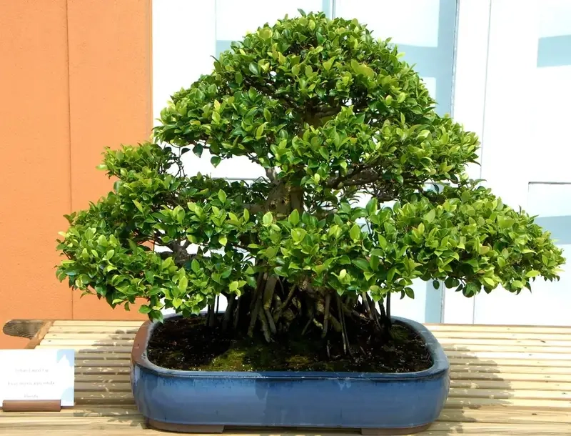 Các thế cây si cảnh đẹp mang nét tự nhiên thu hút