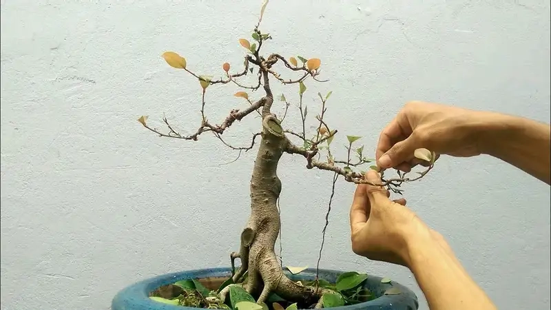 Tự tay thực hiện cách làm cây si bonsai ấn tượng