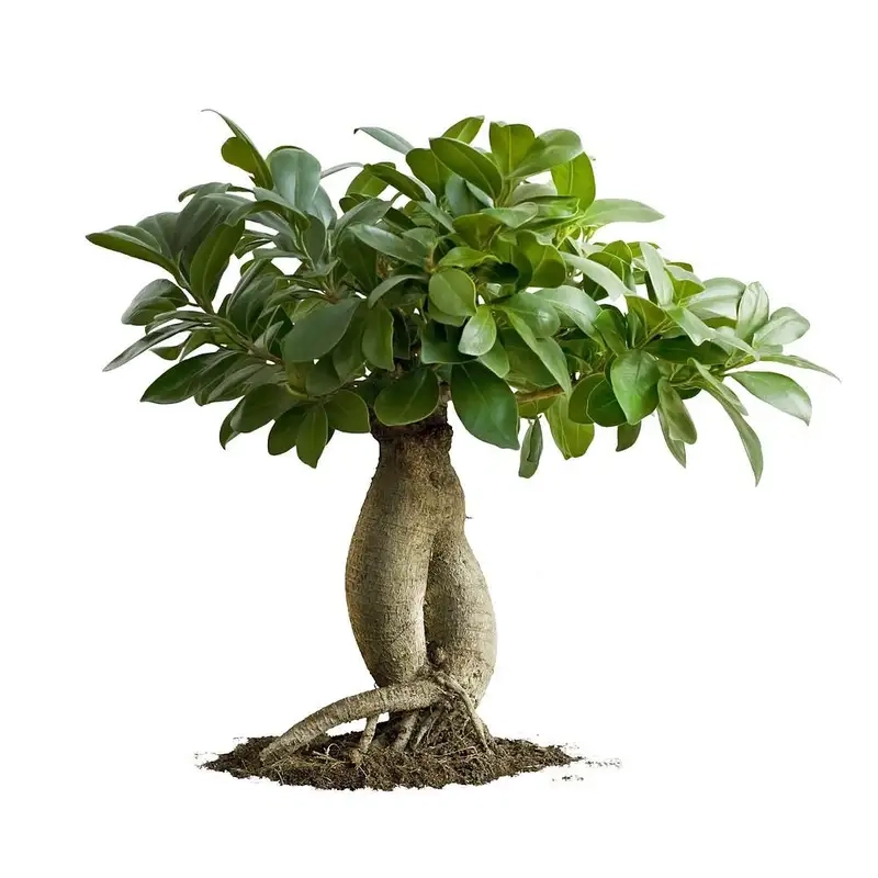 Học ngay cách uốn cây si cảnh tạo hình nghệ thuật