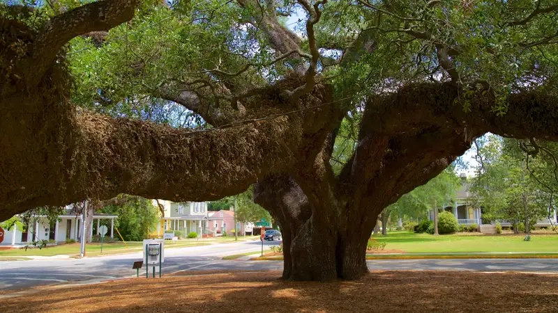 Kinh nghiệm chăm sóc và ứng dụng thực tế