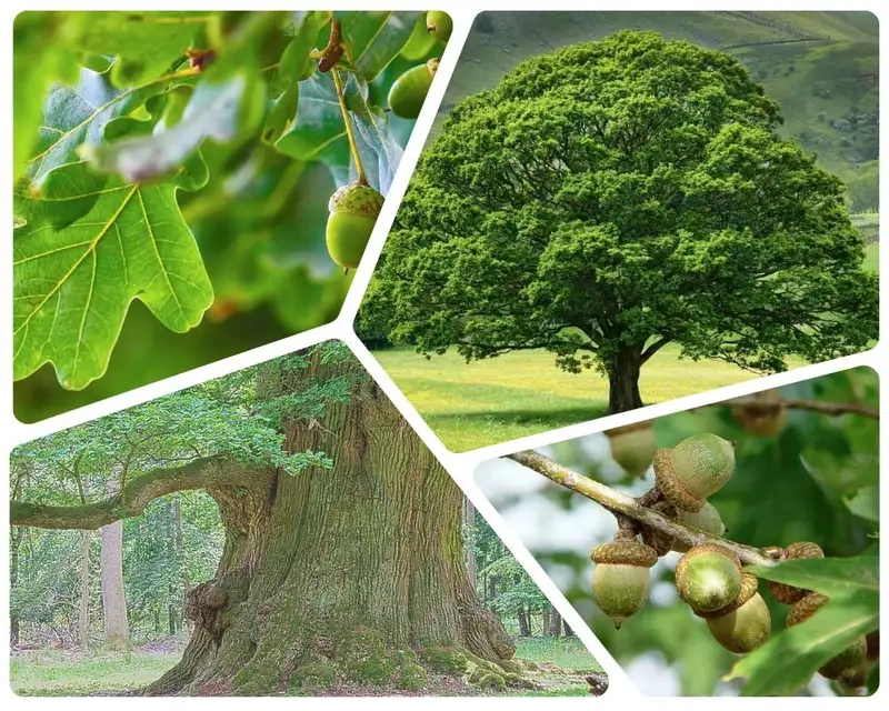 Chiêm ngưỡng hình ảnh cây sồi tràn đầy sức sống và tự nhiên