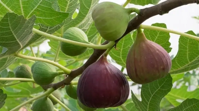 Tận hưởng vẻ đẹp tự nhiên với cây sung cảnh đẹp để trang trí