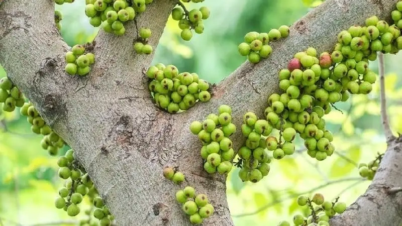 Hãy thử cây sung ra quả để vừa đẹp mắt vừa có trái ngon