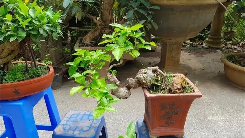 Không gian sống thêm sinh động nhờ cây sung mini đẹp dễ chăm