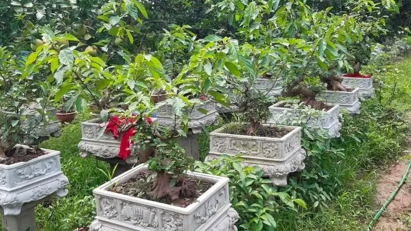 Trải nghiệm sự độc đáo từ cây sung nếp ra lá dày và đẹp