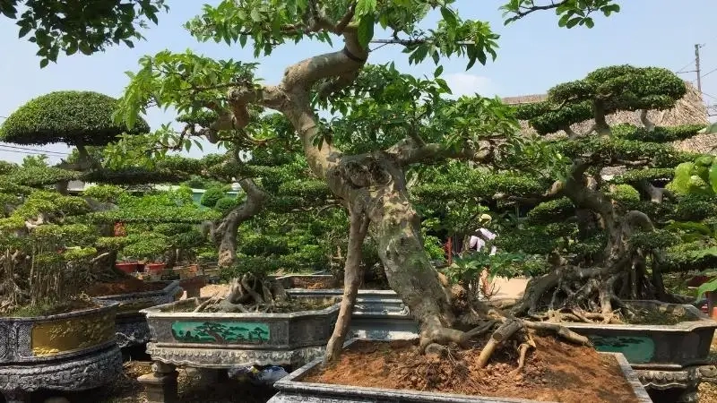 Thêm nét tinh tế cho góc nhà với cây sung kiểng đẹp tự nhiên