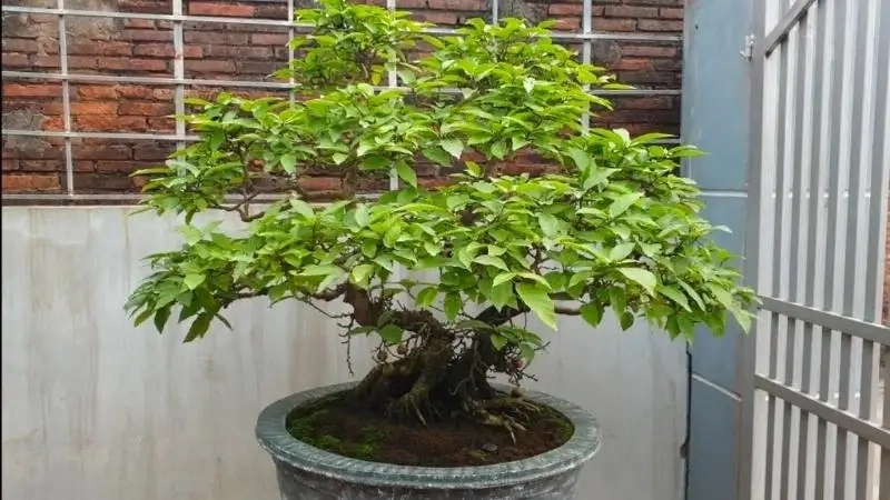 Trang trí không gian làm việc với cây sung cảnh để bàn dễ chăm