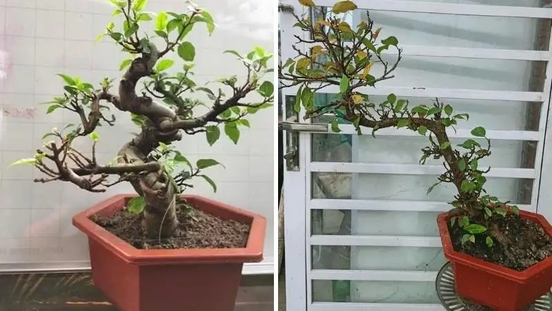 Kinh nghiệm chăm sóc cây sung cảnh