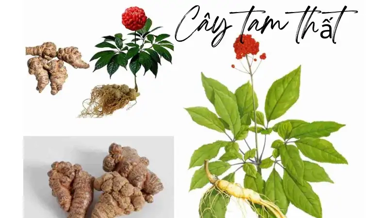 Công dụng chính của cây tam thất