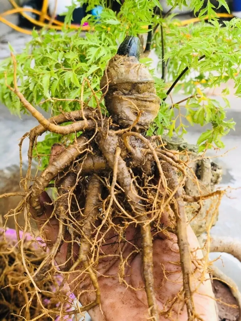 Hình ảnh cây tam thất rừng đẹp tự nhiên