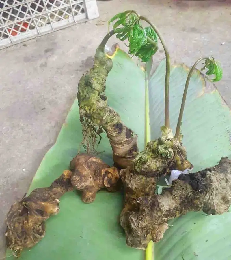 Hình ảnh cây tam thất nổi bật đẹp tự nhiên