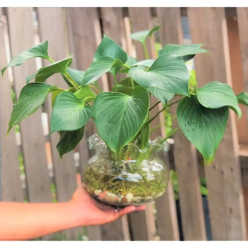 Trang trí bàn làm việc với cây thanh tâm thủy sinh