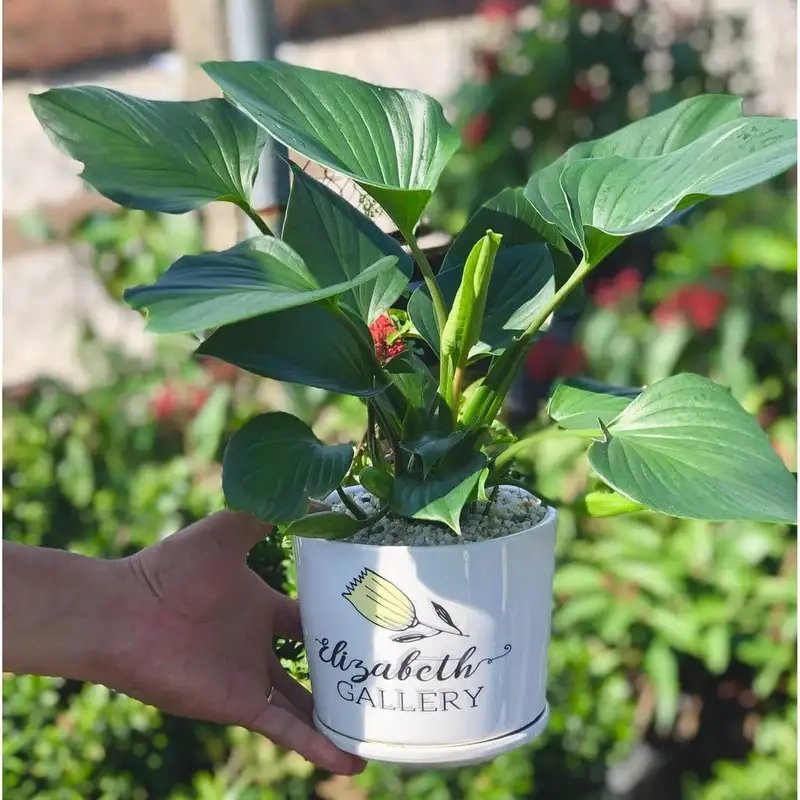 Mang thiên nhiên vào nhà với cây cảnh thanh tâm