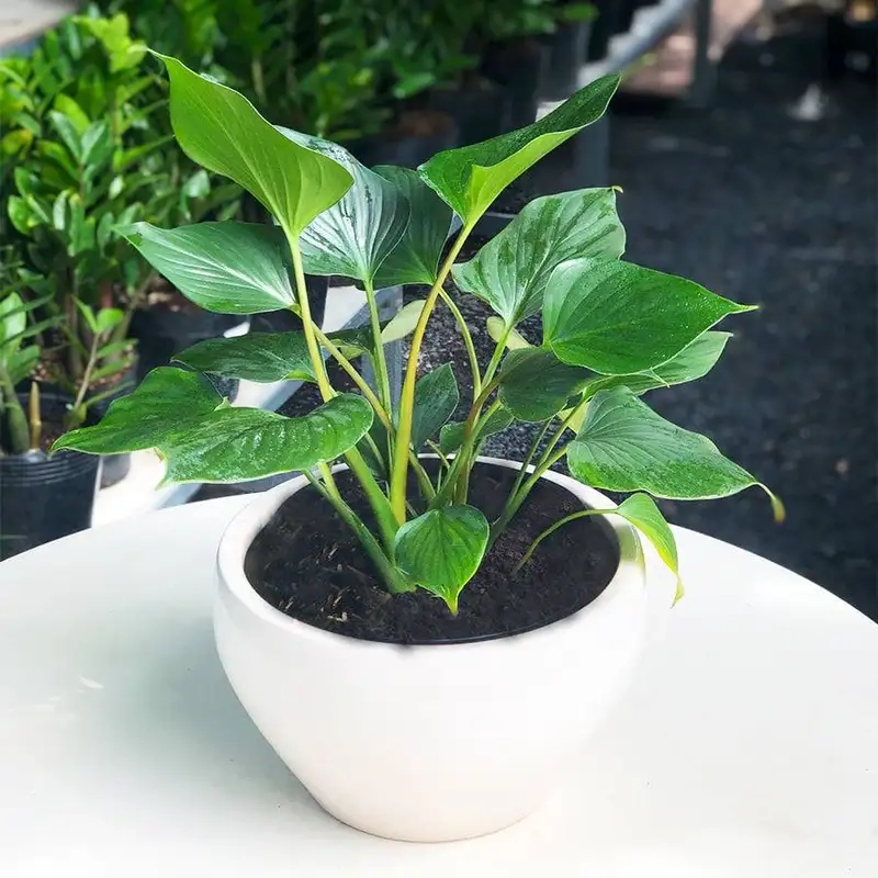 Khám phá thông điệp và ý nghĩa cây thanh tâm