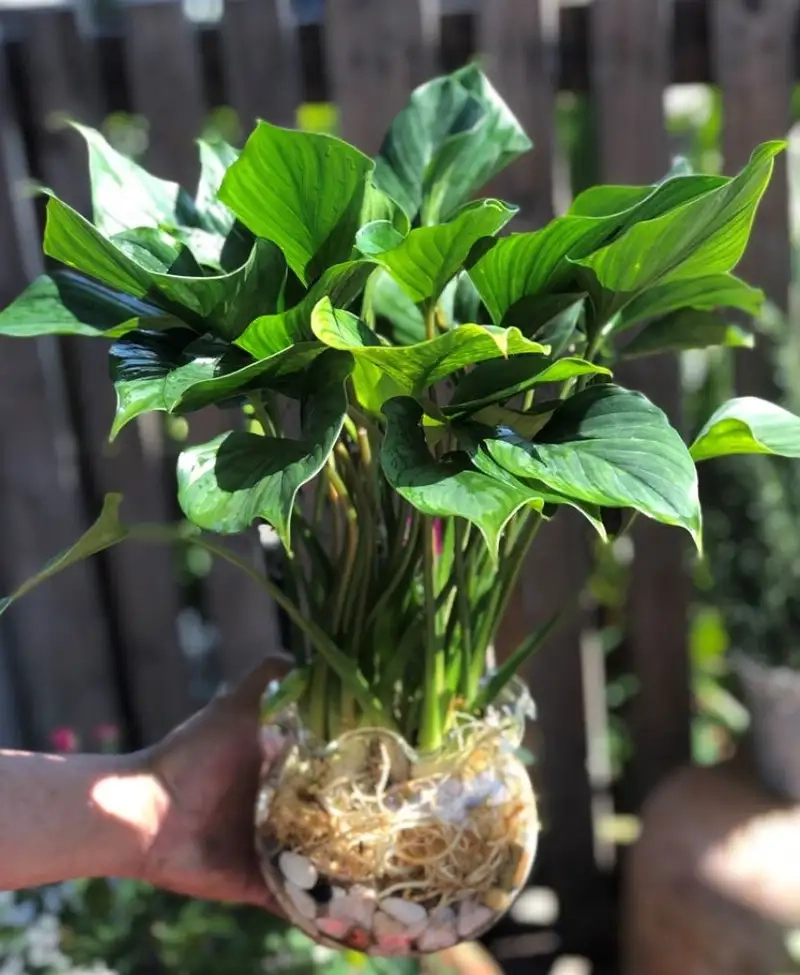 Ngắm vẻ đẹp dịu dàng của hoa cây thanh tâm