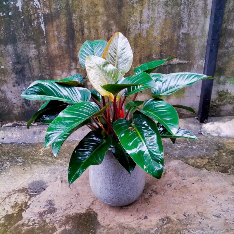 Chăm sóc cây trầu bà đế vương đơn giản và hiệu quả