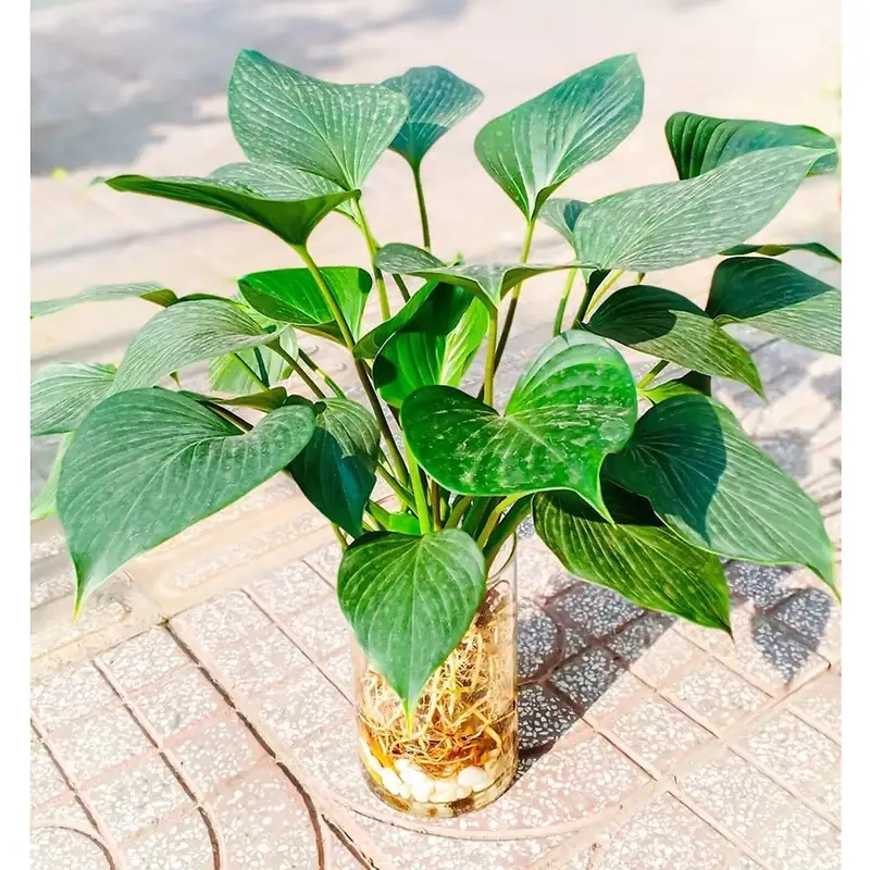 Hình ảnh cây trầu bà đế vương đỏ rực rỡ và nổi bật