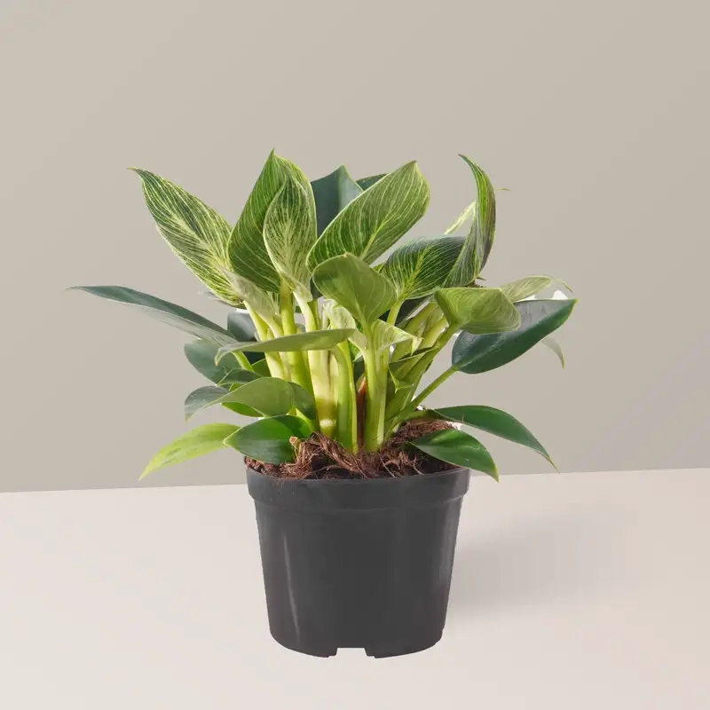 Hình ảnh cây đế vương tạo điểm nhấn cho phòng khách