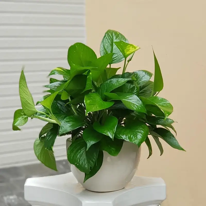 Hình ảnh cây trầu bà đế vương đẹp mắt và sinh động