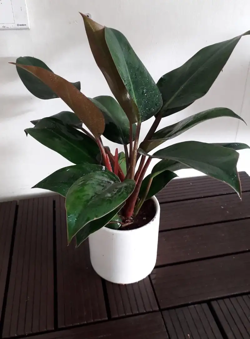 Các loại trầu bà đế vương phong phú phù hợp mọi không gian