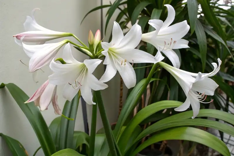 Chiêm ngưỡng hình ảnh của cây trinh nữ hoàng cung rực rỡ sắc hoa