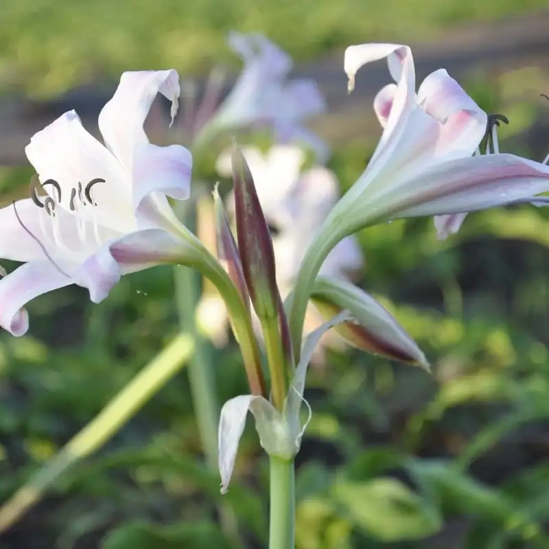 Đặc điểm cây trinh nữ hoàng cung dễ nhận biết và chăm sóc đơn giản