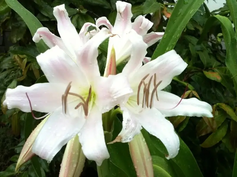 Hình ảnh hoa trinh nữ hoàng cung nở rực rỡ tạo điểm nhấn sân vườn