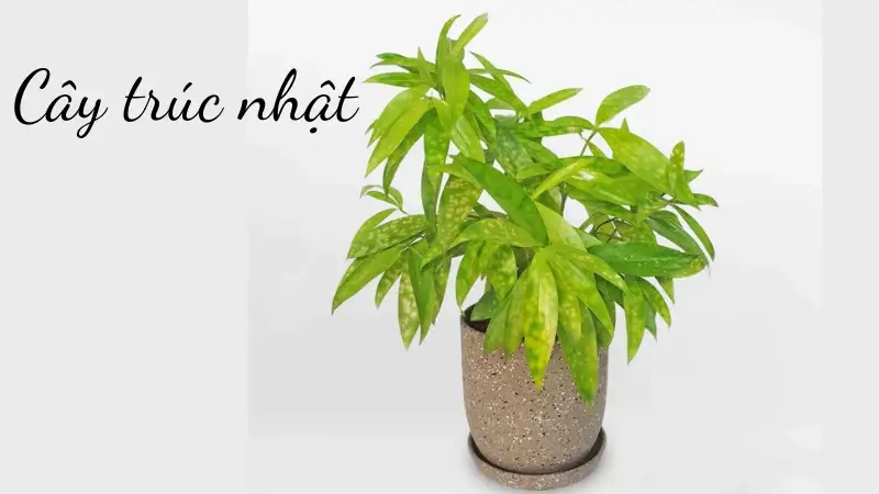 Đặc điểm nổi bật khiến Cây trúc nhật được nhiều người yêu thích