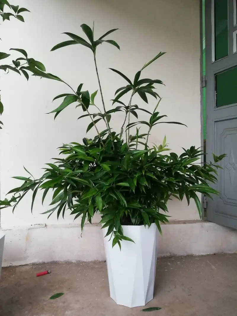 Xem hình ảnh cây trúc nhật độc đáo và bắt mắt cho mọi nhà