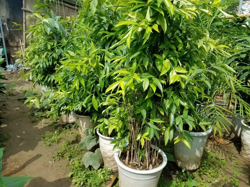 Mẹo trồng cây trúc nhật trong nhà luôn xanh tươi