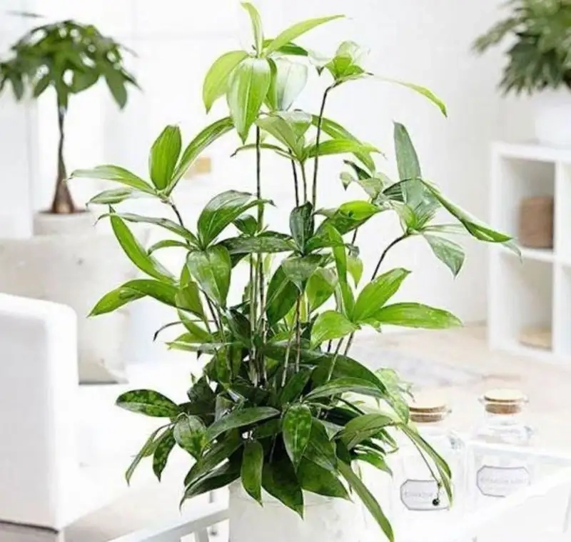 Tìm hiểu quả của cây trúc nhật và ý nghĩa phong thủy