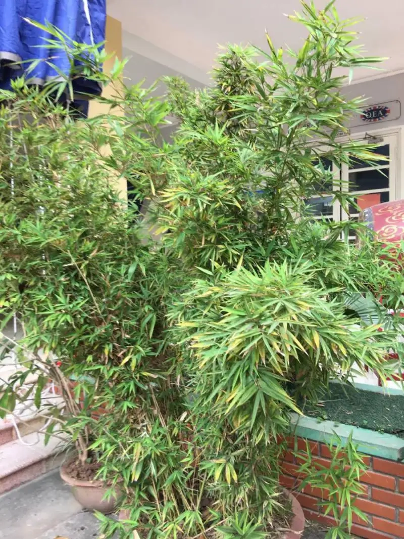 Khám phá ý nghĩa cây trúc nhật trong văn hóa và phong thủy