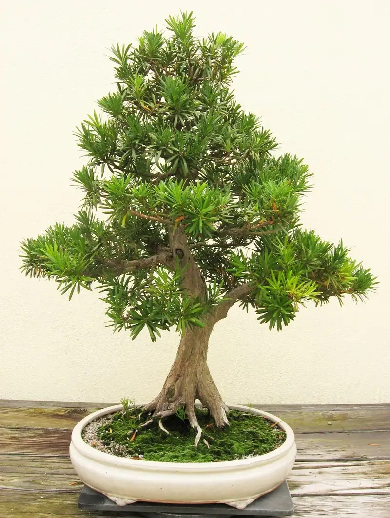 Khám phá hình ảnh cây tùng la hán đẹp tự nhiên