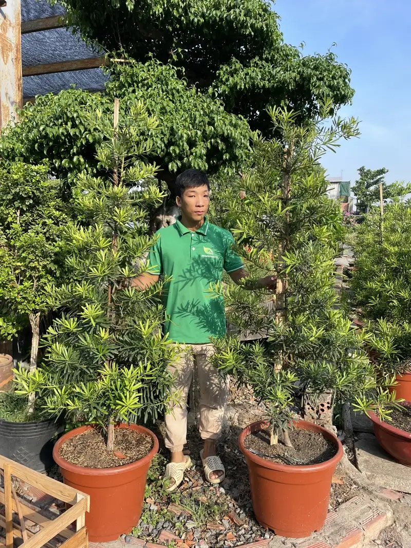 Tham khảo hình ảnh cây la hán để trang trí nhà