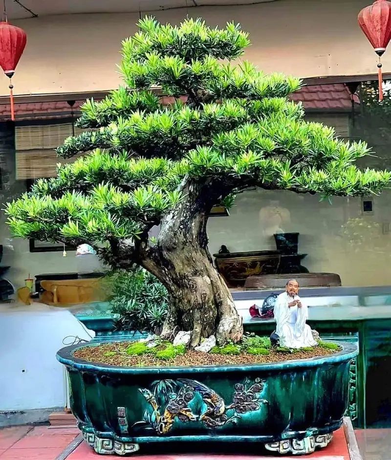 Tìm hiểu ý nghĩa của cây tùng la hán trong phong thủy