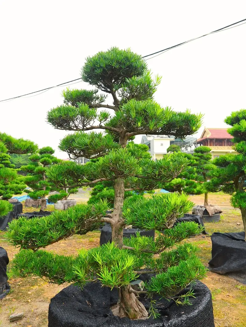 Ngắm hình ảnh cây tùng la hán đẹp cho không gian xanh