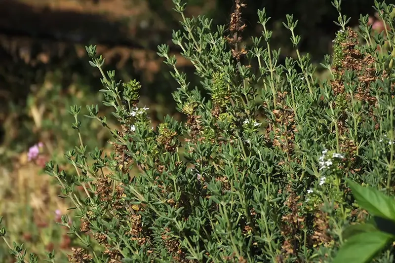 Khám phá hình ảnh cây xạ hương đẹp mắt và sinh động