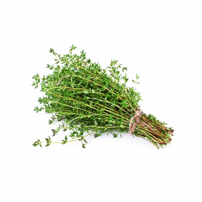 Chăm sóc và trồng cây xạ hương ngay tại nhà