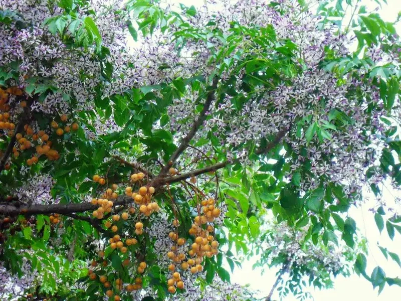 Hướng dẫn cây xoan đào cách trồng cây xoan đào đơn giản