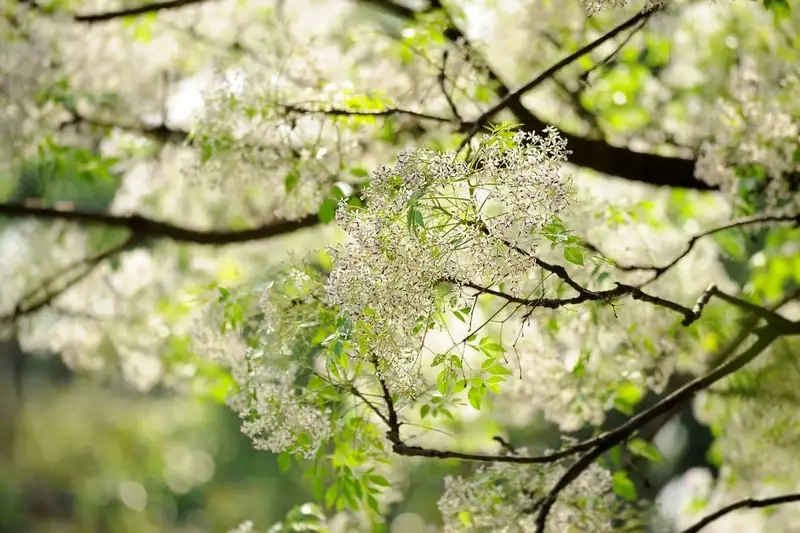 Chia sẻ cây xoan đào mẹo trồng xoan đào hiệu quả