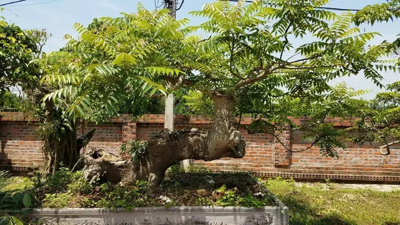 Tìm hiểu cây xoan đào các giống cây xoan đào phổ biến