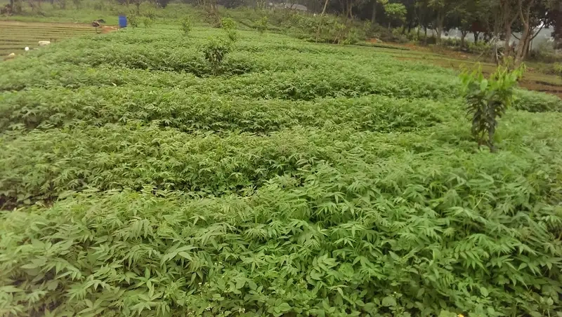 Trải nghiệm cây xoan đào với hạt giống xoan đào chất lượng