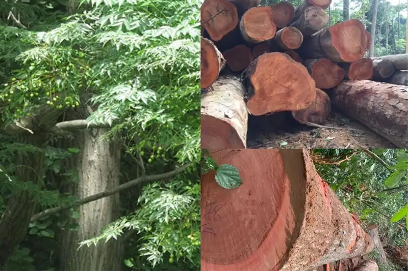 Áp dụng cây xoan đào kỹ thuật trồng xoan đào chuẩn