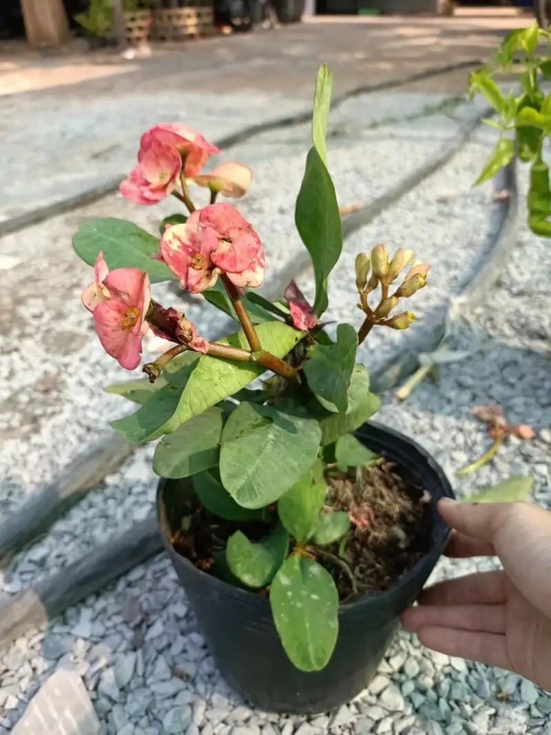 Kinh nghiệm chăm sóc cây Xương Rồng Bát Tiên