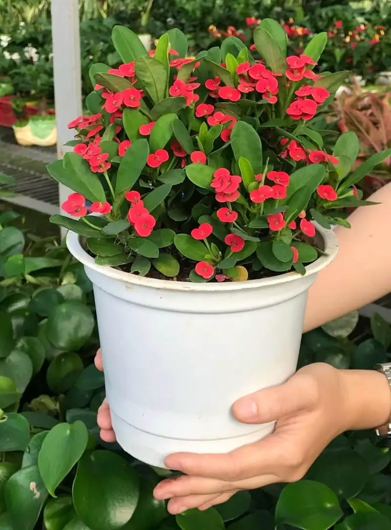 Chọn xương rồng bát tiên phong thủy làm quà ý nghĩa