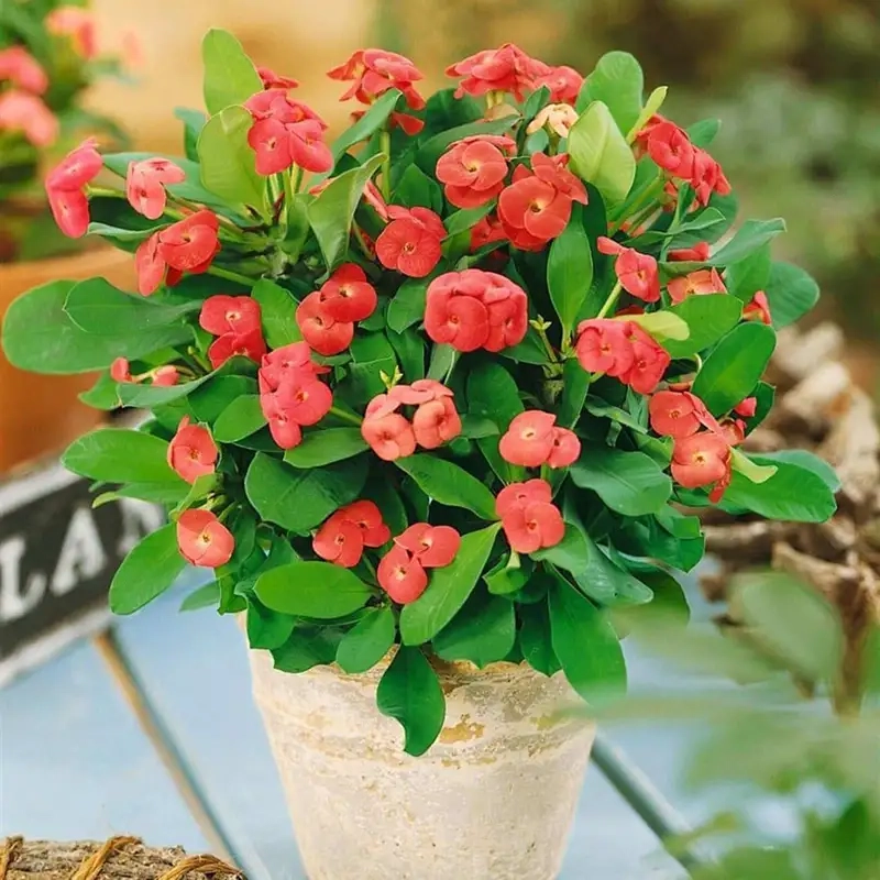 Ngắm hoa xương rồng bát tiên tươi sáng tô điểm không gian