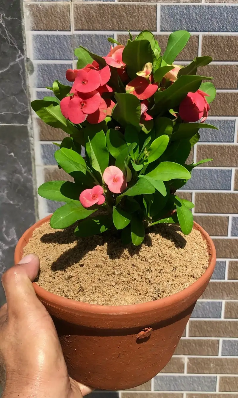 Khám phá ý nghĩa cây xương rồng bát tiên mang phong thủy tốt