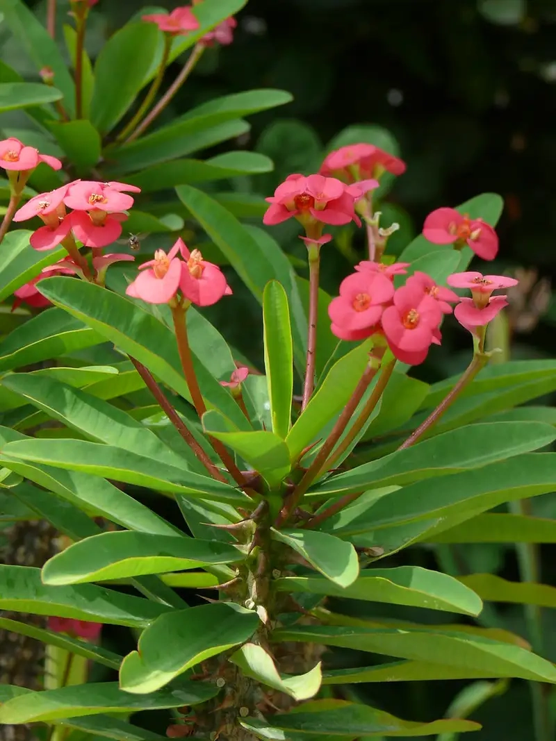 Xương rồng bát tiên màu xanh đẹp mắt cho góc học tập